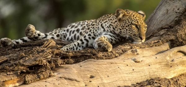 _Kruger National Park