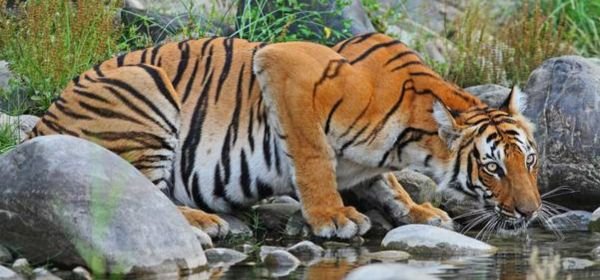 Chitwan National Park (3)