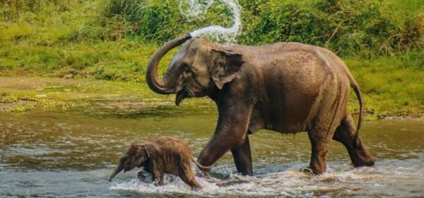 Chitwan National Park (2)