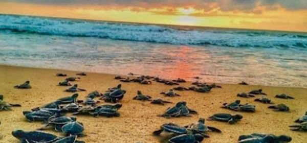 Kosgoda Turtle Hatchery